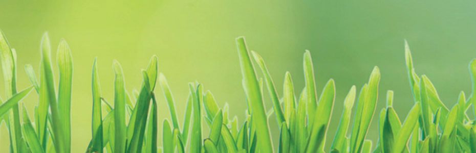 grass